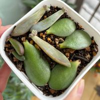 多肉植物,葉挿しの画像