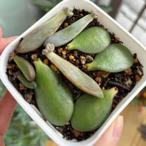 多肉植物,葉挿しの画像
