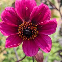 黒葉ダリア,お花,お出かけ先の画像