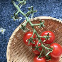 ミニトマト,ミニトマトの花と実,落ちた実からのミニトマト,落ちた実からのミニトマト,甘くて美味しい♪の画像