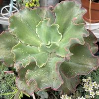 高砂の翁,高砂の翁,斑入りパリダム,斑入りパリダム,多肉植物の画像