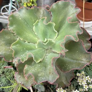 高砂の翁,高砂の翁,斑入りパリダム,斑入りパリダム,多肉植物の画像