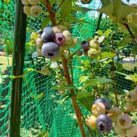 ブルーベリー,ブルーベリーの画像
