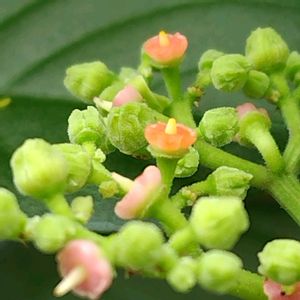 ヤブガラシ,散歩道,雑草,つる性植物,可愛いの画像