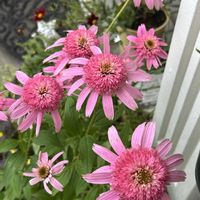 鉢植え,可愛い,ピンクの花,玄関の画像
