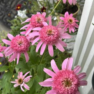 鉢植え,可愛い,ピンクの花,玄関の画像