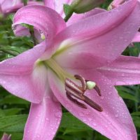 ユリ,スマホ撮影加工なし,花の15年組,庭の画像