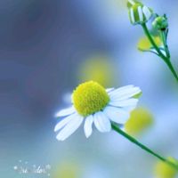 カモミール,カモミール,バジル,バジル,イチジクの画像