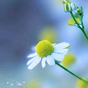 カモミール,カモミール,バジル,バジル,イチジクの画像