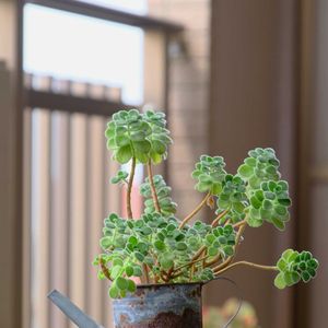 多肉植物,ベランダガーデニング,多肉植物のある暮らし,自作リメ缶,癒し…♡の画像