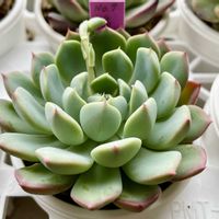 福良丸,多肉植物,エケベリア属,多肉中毒,タニラーの画像