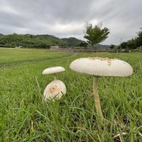 桔梗,ネジ花♪,小雨,公園散歩,オオシロカラカサの画像