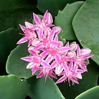 ミセバヤ,散歩の途中の画像