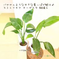 ストレリチア オーガスタ,ストレリチア オーガスタ,オーガスタ,オーガスタ,観葉植物の画像