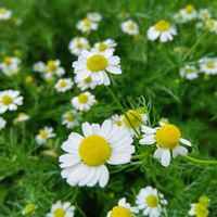 カモミール,カモミール,こぼれ種っ子,今日のお花,カモミールティーの画像