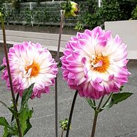 ダリア,散歩の途中の画像
