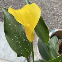 カラーの画像