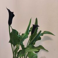 カラー,BLACK　COLORの画像