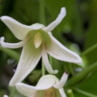 ムベ,ムベ,ムベ,花のある暮らし,植物好きの画像