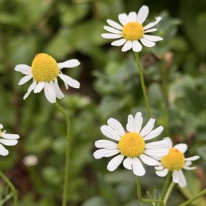 カモミール,ハーブ,庭の花,花のある暮らし,ハーブのある暮らしの画像
