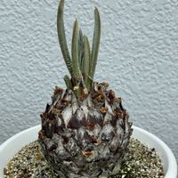 ソテツ,ソテツ,蘇鉄,蘇鉄の画像