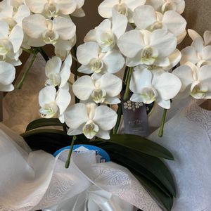 ミニ胡蝶蘭,宿根フロックス,クレロデンドルム・ブルーウィング,お誕生日プレゼント♡,桔梗（ききょう）の画像