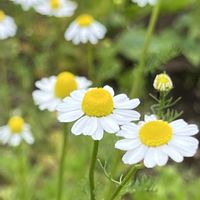 カモミール,ジャーマンカモミール,今日のお花,東京都薬用植物園,日曜ビタミンカラー♪の画像
