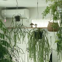フペルジア,観葉植物,植物のある暮らし,ハンギングの画像