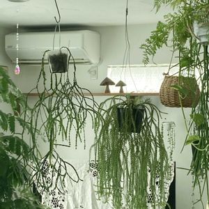 フペルジア,観葉植物,植物のある暮らし,ハンギングの画像