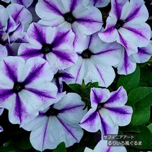 サフィニアアート,サントリーフラワーズ,ベチュニア,花のある暮らし,小さな庭の画像