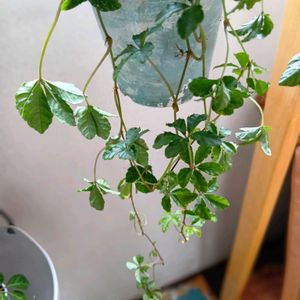シュガーバイン,シンゴニウム,ハートカズラ,観葉植物,切花の画像