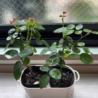 メルヘンツァウバー,GD ルイーズ,挿し木,ばら バラ 薔薇,お花は癒しの画像