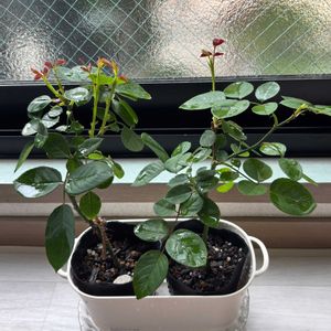メルヘンツァウバー,GD ルイーズ,挿し木,ばら バラ 薔薇,お花は癒しの画像