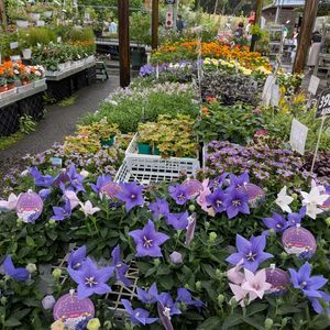 寄植え,お出掛け先,ハンギング,小さな庭,玄関アプローチの画像