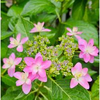 アジサイ,紫陽花,山紫陽花,紫陽花 ダンスパーティー,紫陽花 ダンスパーティーの画像