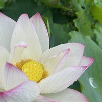 ハス,双頭蓮,日比谷花壇大船フラワーセンター,大好きなお花,雨の朝の画像