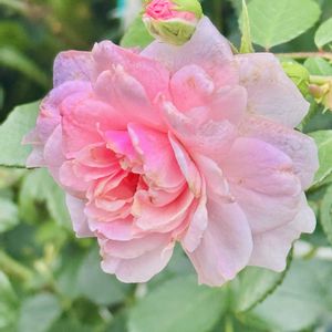 バラ,ボニカ'82,花のある暮らし,2026♡マイローズ♡ガーデン,小さな庭の画像