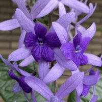 ペトレア ウォルビリス,鉢植え,久しぶりに咲きました♫,ベランダの画像