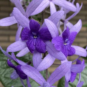 ペトレア ウォルビリス,鉢植え,久しぶりに咲きました♫,ベランダの画像