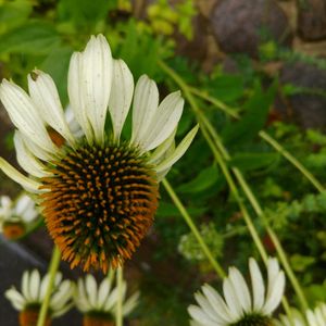エキナセア,ミニバラ,花散歩,ばら バラ 薔薇,アジサイフェア 2026 フォトコンテストの画像