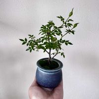 薔薇,黄金姫(こがねひめ),盆栽,小品盆栽,ミニ盆栽の画像