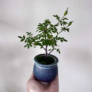 薔薇,黄金姫(こがねひめ),盆栽,小品盆栽,ミニ盆栽の画像
