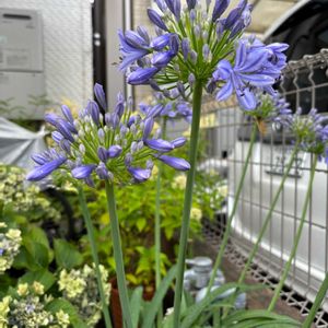アガパンサス,癒し,ありがとう♡,お花に囲まれて,花と暮らすの画像