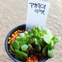 アガボイデス,綴化,多肉植物,札幌花フェスタ,アガボイデス綴化の画像