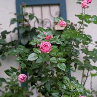 バラ,バラ,ガーデニング,花のある暮らし,バラのある暮らしの画像