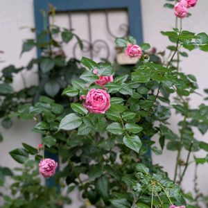 バラ,バラ,ガーデニング,花のある暮らし,バラのある暮らしの画像