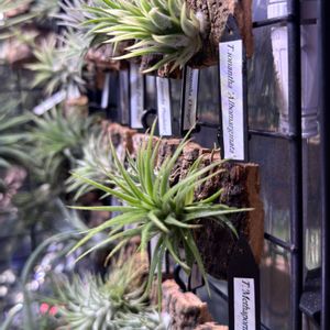 イオナンタ,チランジア イオナンタ アルボマルギナータ,イオナンタ アルボマージナータ,観葉植物,エアープランツ/チランジアの画像