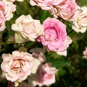 バラ,ミニバラ,薔薇,ばら,ピンクの画像