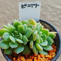 綴化,多肉植物,札幌花フェスタ,ピュアリー,ベランダの画像
