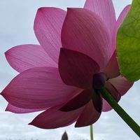 ハス,GSに感謝。, 蓮の花,古代蓮の里,行田古代蓮の里の画像